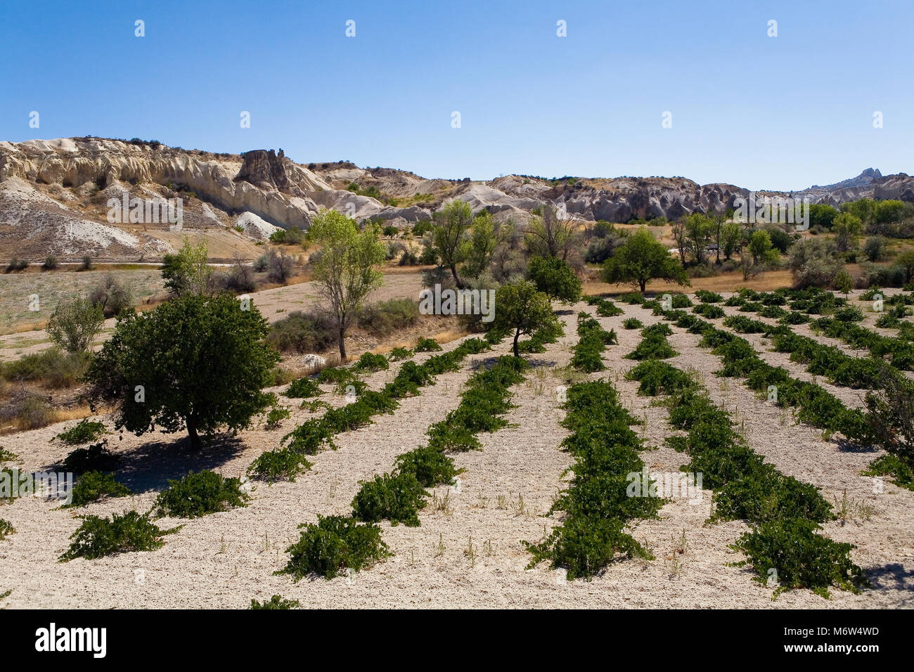 Agricolo di piantagione sullo sfondo delle montagne della Cappadocia. Paesaggio senza persone. Foto Stock