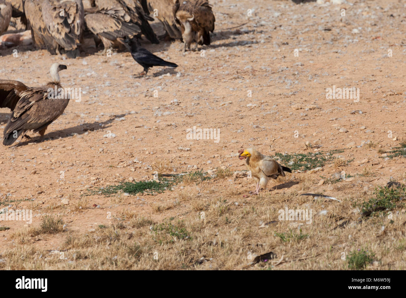 Avvoltoio capovaccaio l'alimentazione Foto Stock