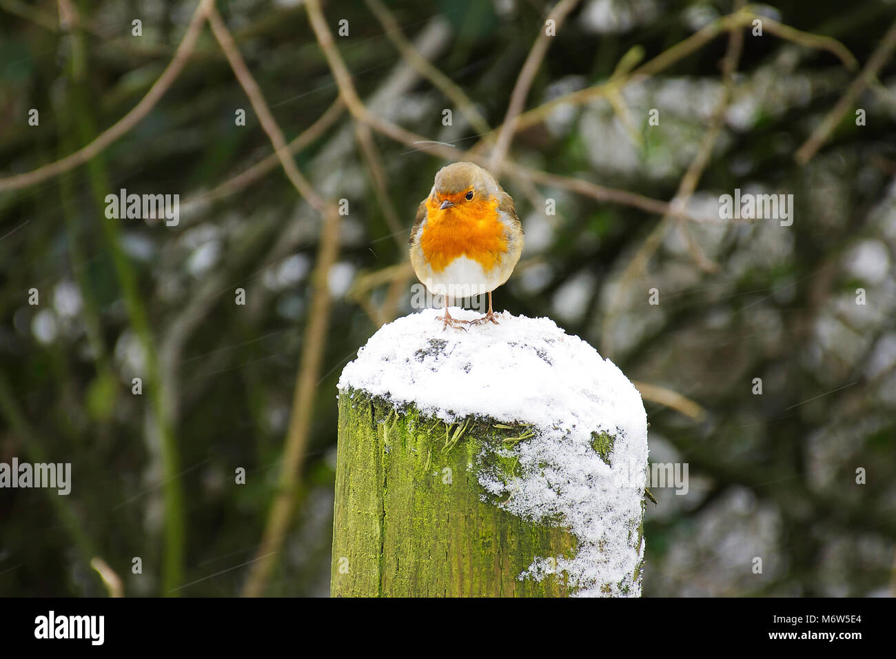 Robin europea,Erithacus rubecula,seduto sul tronco di albero coperte di neve in inverno,durante la nevicata.Natura uk.British fauna selvatica in inverno. Foto Stock