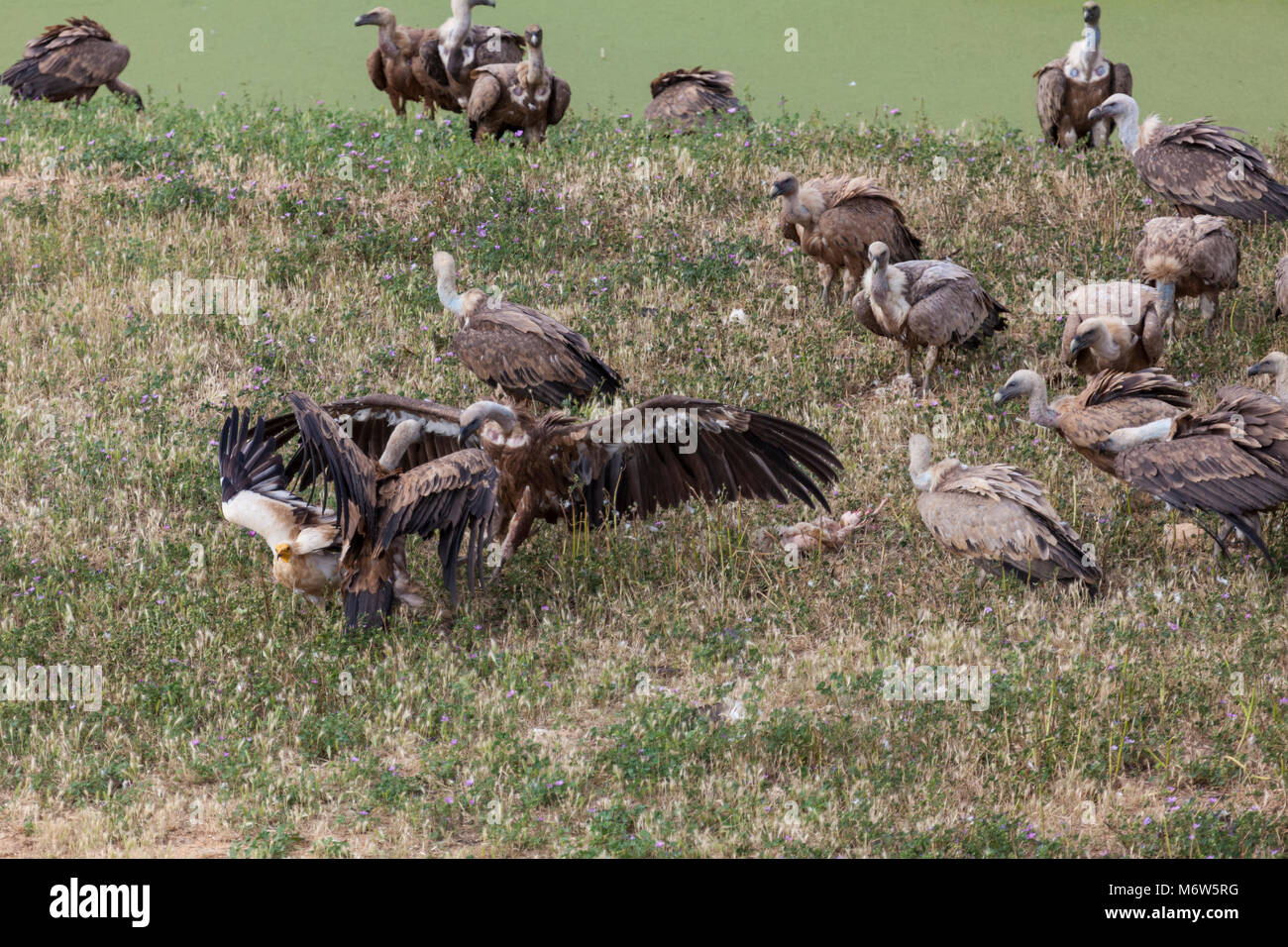 Gli avvoltoi lottano per pasto Foto Stock