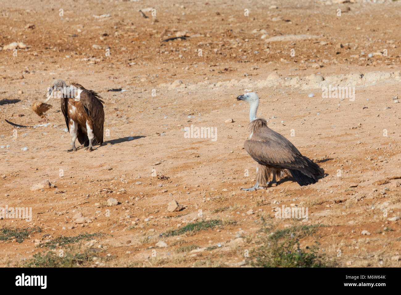 Giovani vulture (a destra) e il vecchio vulture (sinistra) Foto Stock