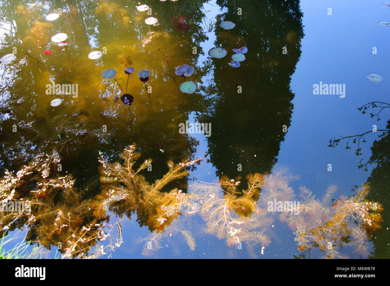 Laguna con algaes e piante acquatiche. Foto Stock