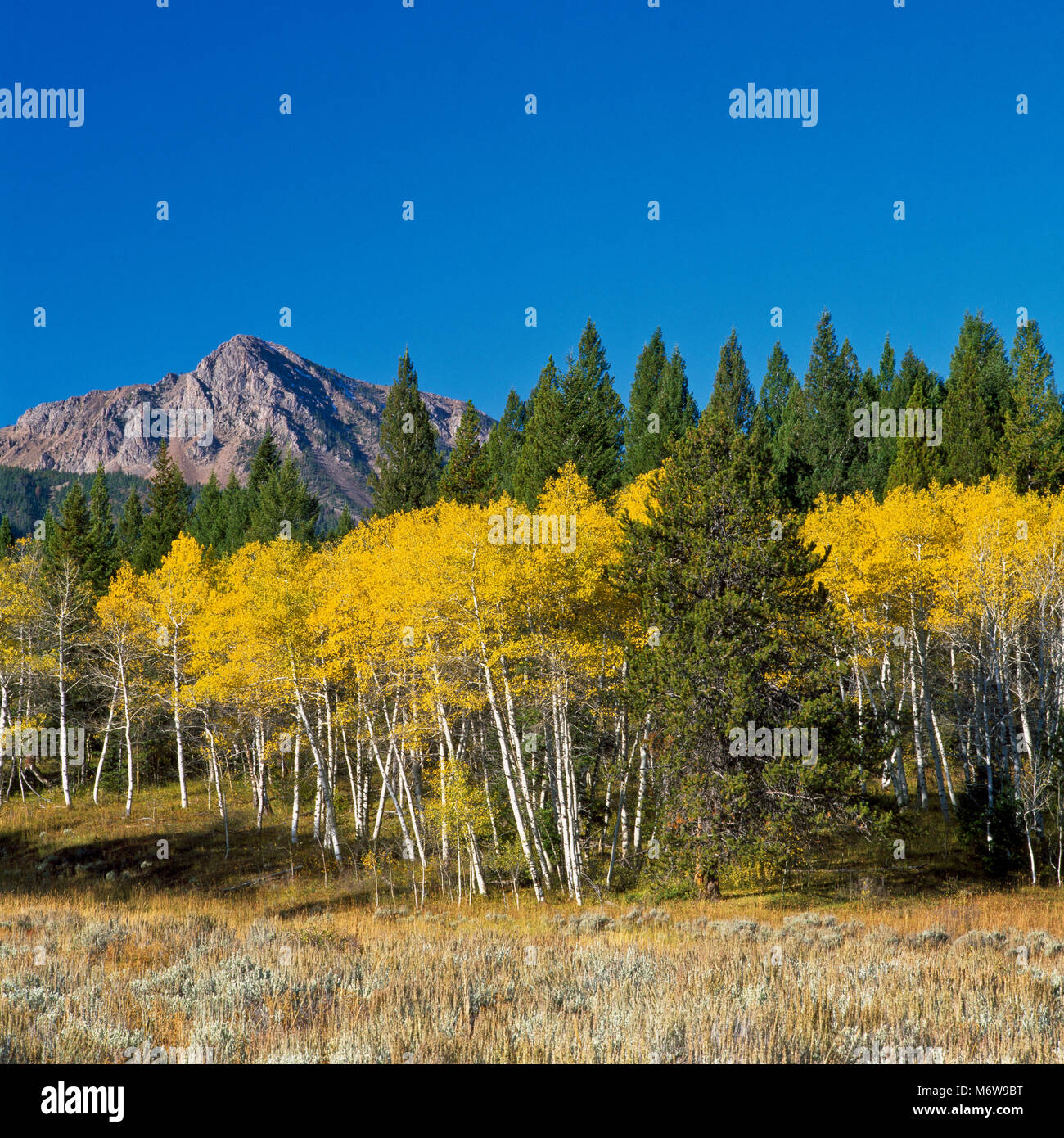 Il Centennial Mountains e aspen in autunno a colori sotto il red rock passano in prossimità henrys lago, Idaho Foto Stock