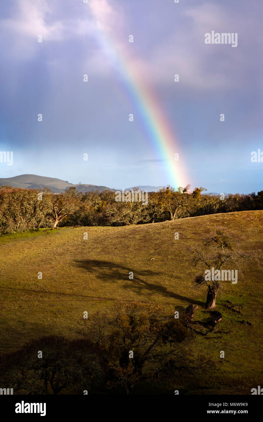 Un arcobaleno sorge sopra il blu alberi di quercia al Morgan territorio regionale di preservare in California's Contra Costa County. Foto Stock