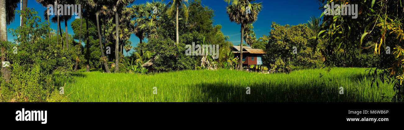 Riso Verde risaia alla fine della stagione delle piogge. Da qualche parte lungo la strada 67 sul modo di Banteay Srei, Siem Reap provincia, Cambogia Foto Stock