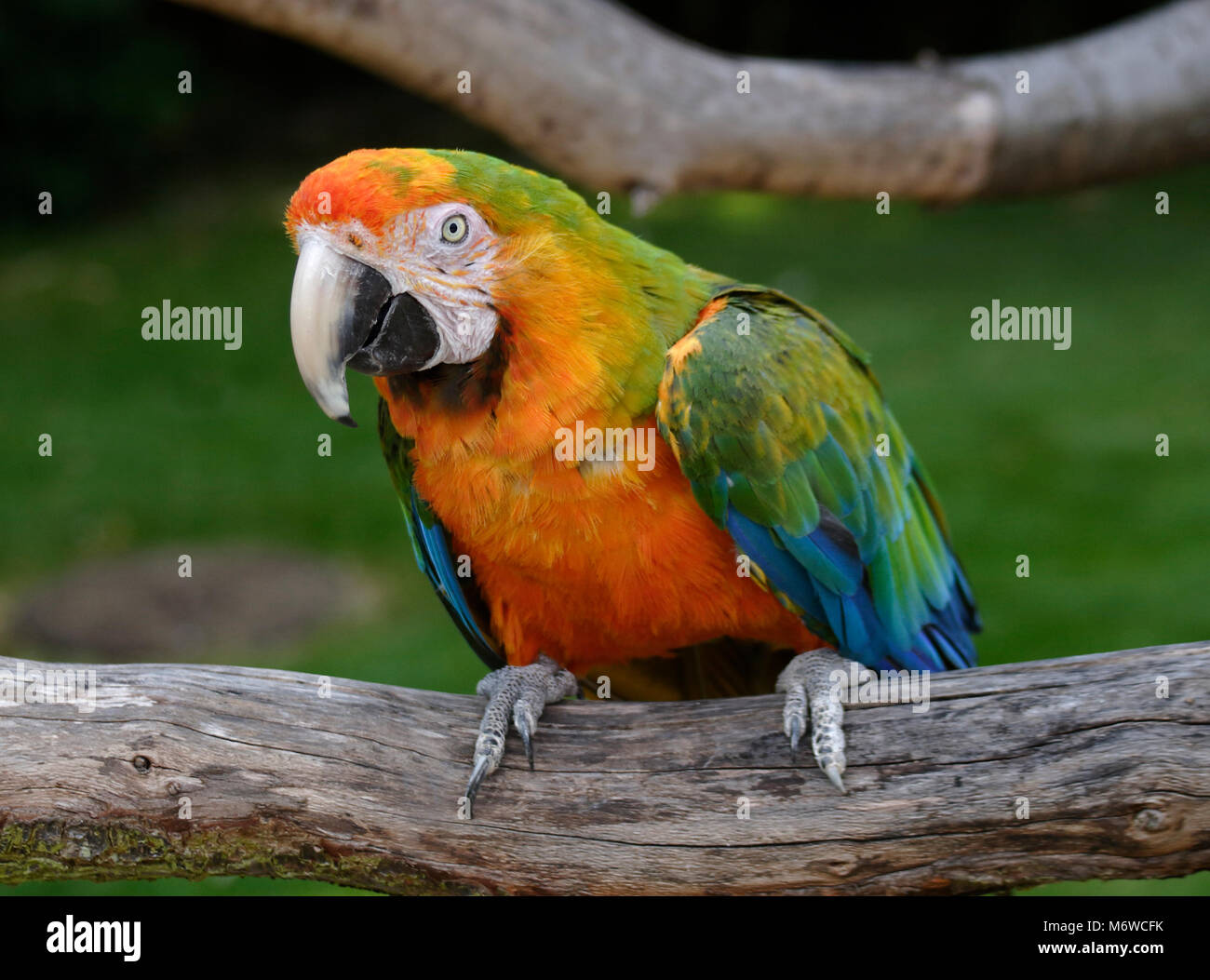 Arlecchino Macaw (psittacidae) Foto Stock