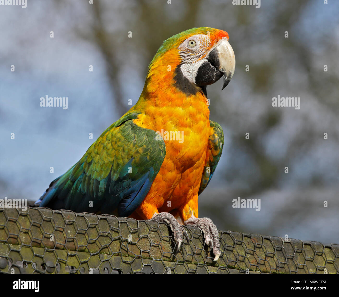 Arlecchino Macaw (psittacidae) Foto Stock