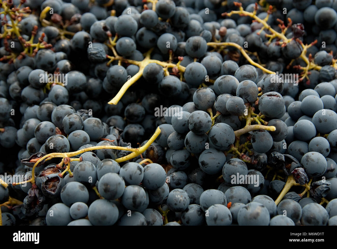 Vintage, uva nera, grappoli di uva per vino rosso Foto Stock