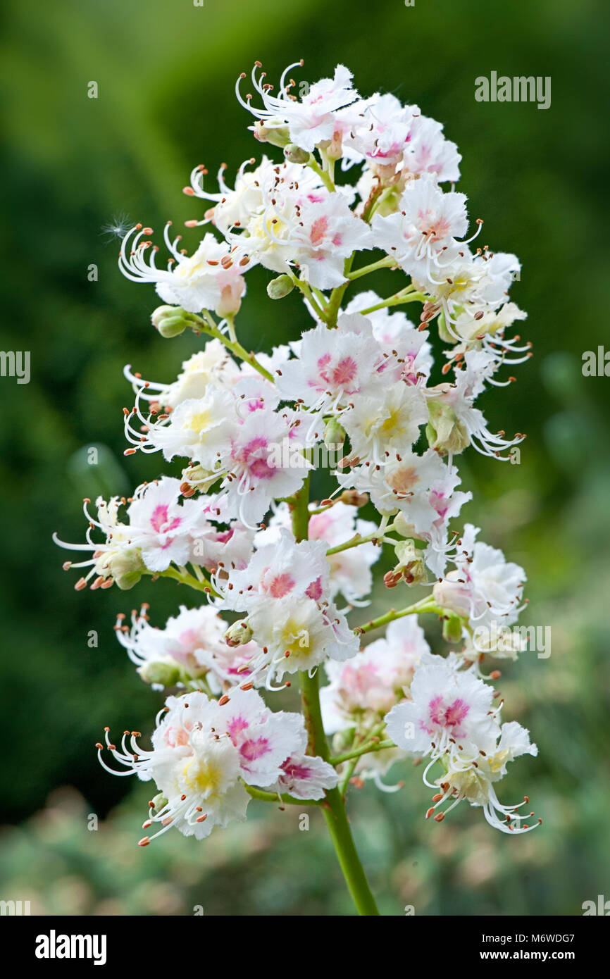 Close-up, macro immagine dell alto fiori bianchi del cavallo europeo castagno noto anche come Buckeye, conker tree e Aesculus hippocastanum Foto Stock