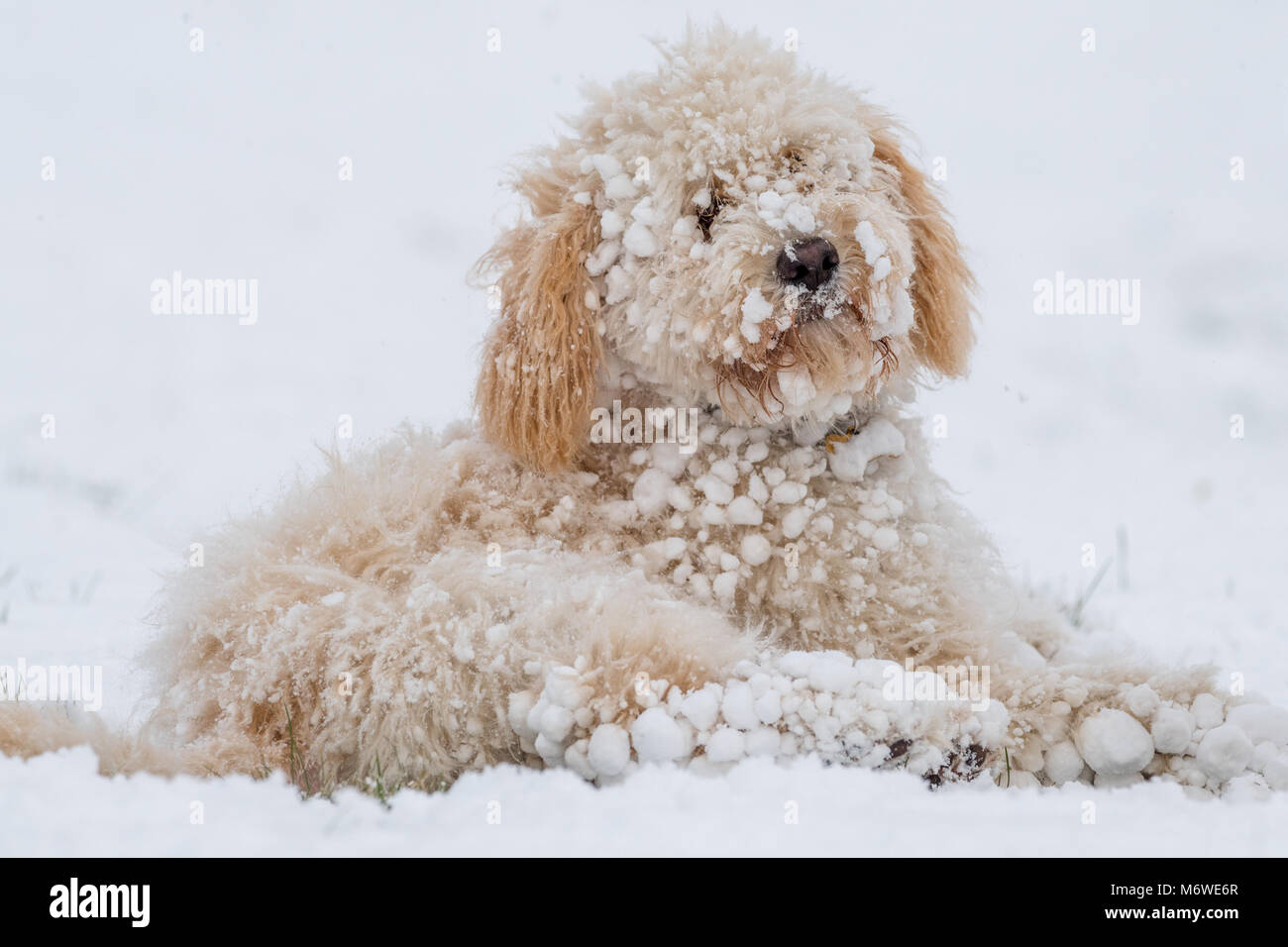 Cucciolo Cockapoo giocando in un nuovo strato di neve per la sua prima volta. Foto Stock