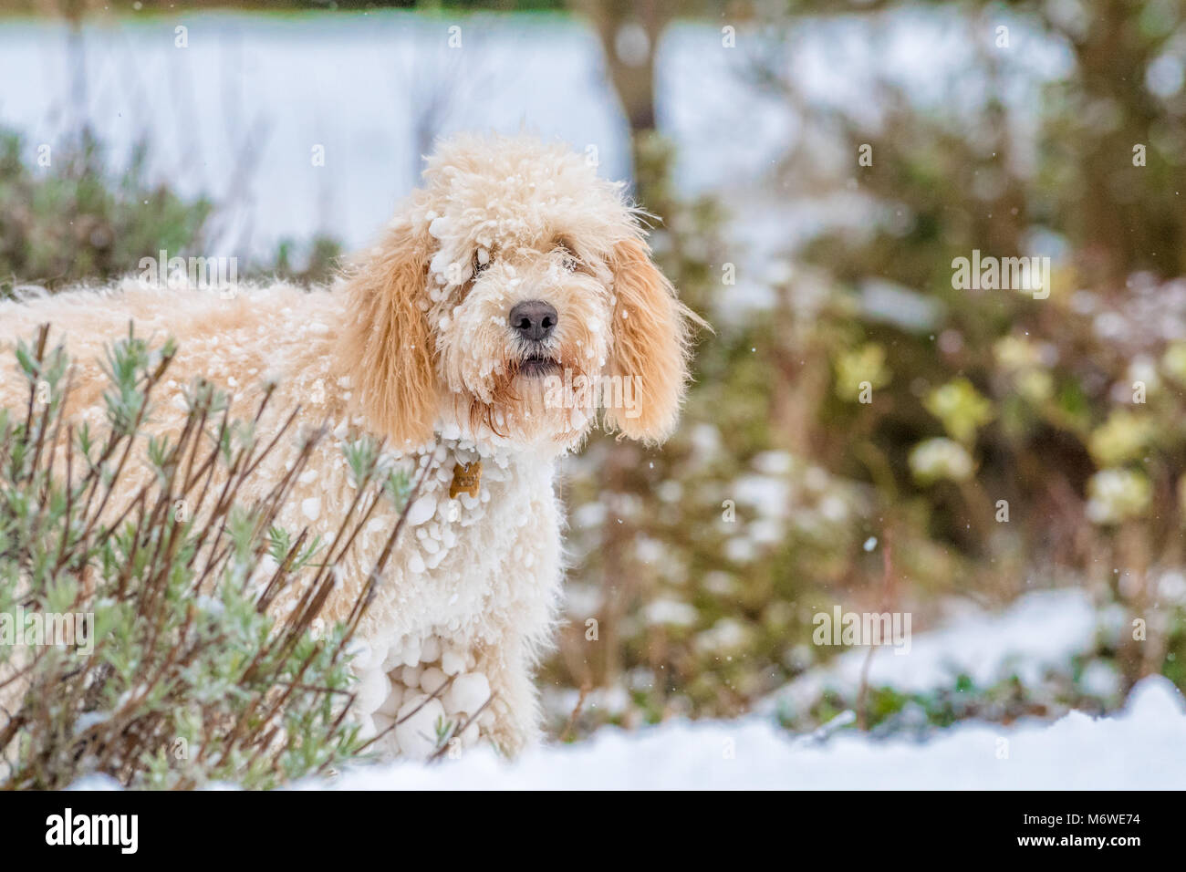 Cucciolo Cockapoo giocando in un nuovo strato di neve per la sua prima volta. Foto Stock