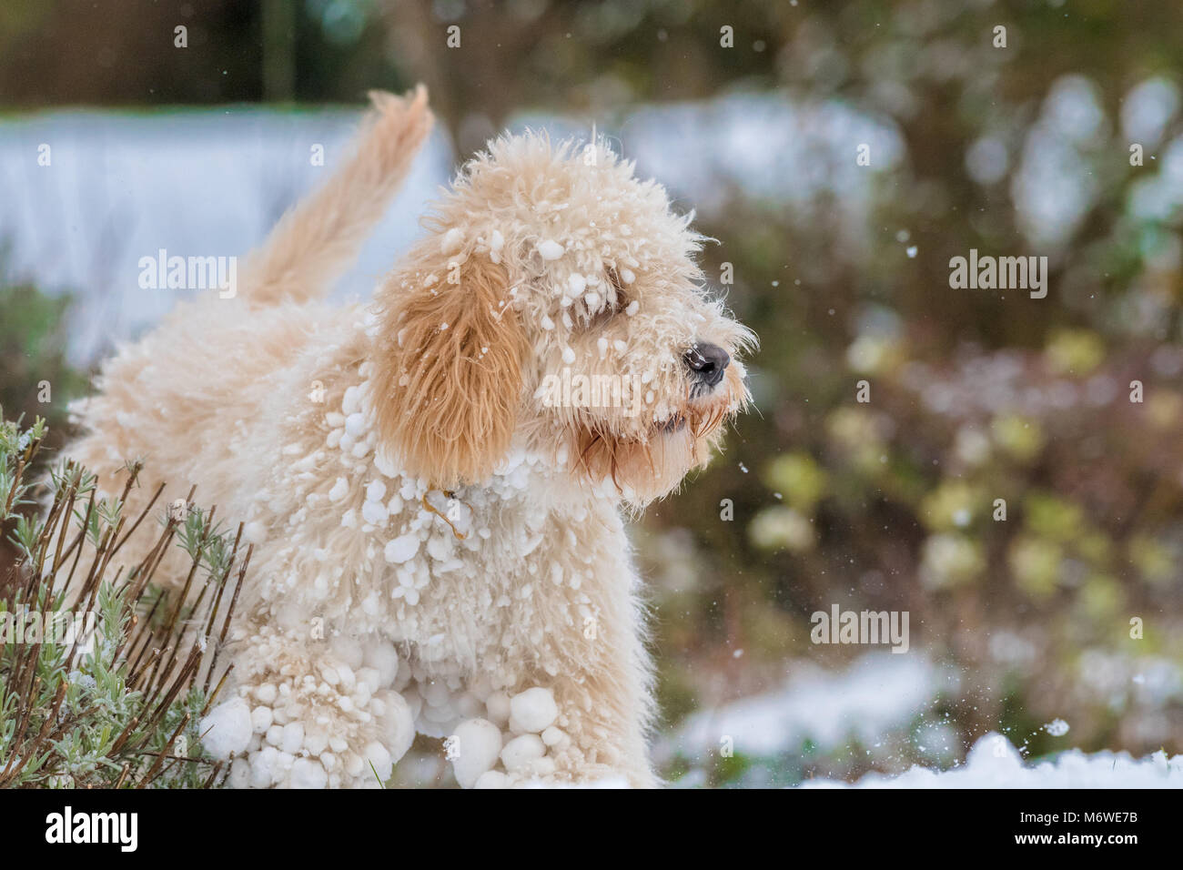 Cucciolo Cockapoo giocando in un nuovo strato di neve per la sua prima volta. Foto Stock