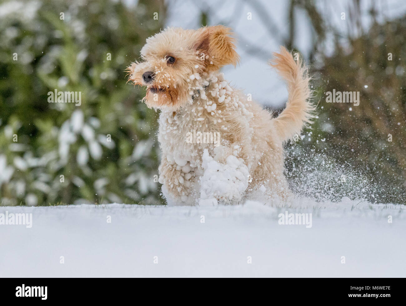Cucciolo Cockapoo giocando in un nuovo strato di neve per la sua prima volta. Foto Stock