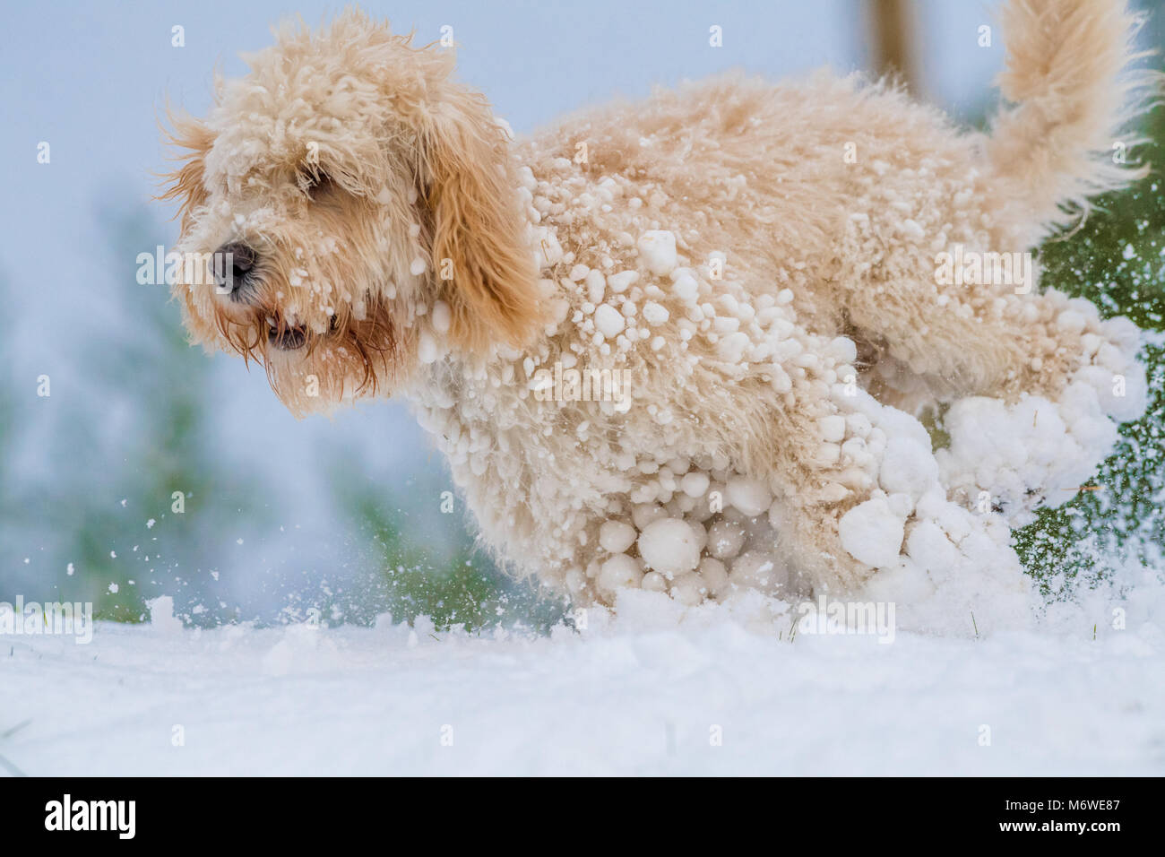 Cucciolo Cockapoo giocando in un nuovo strato di neve per la sua prima volta. Foto Stock