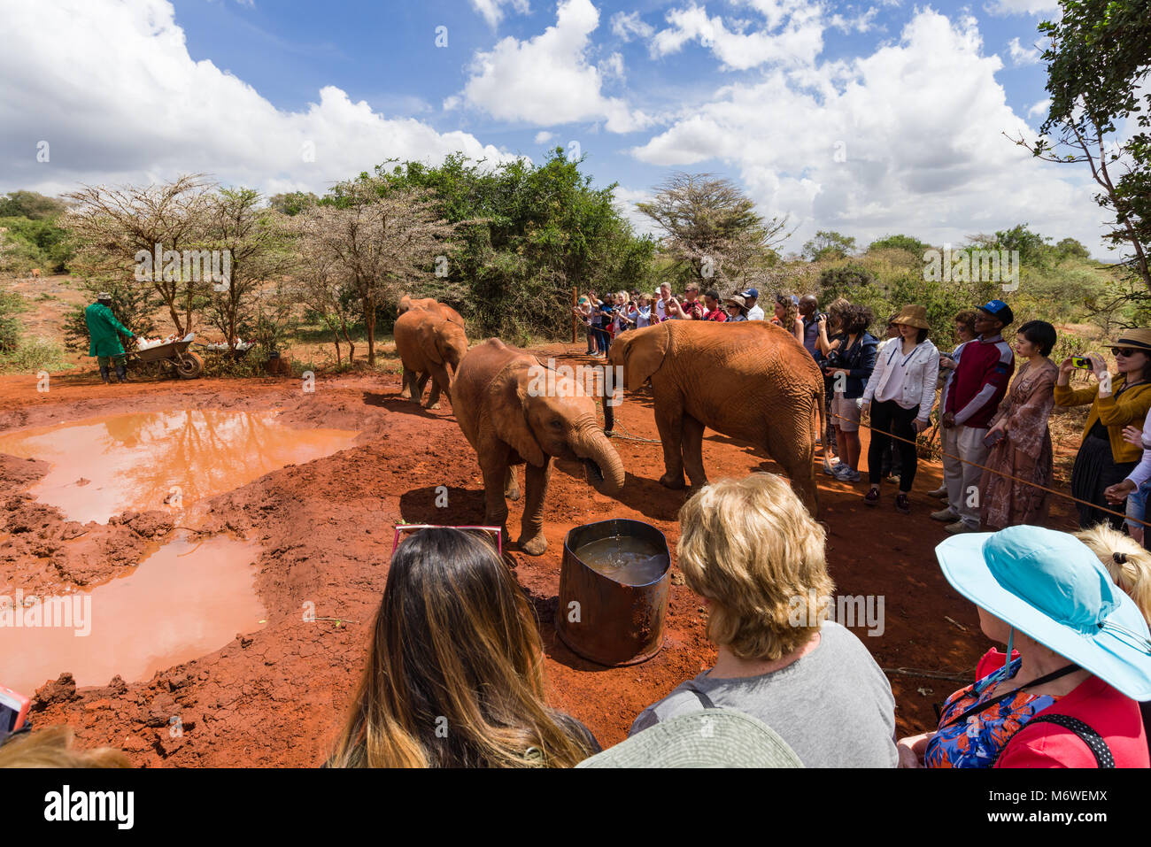 I turisti a guardare come capretti elefanti orfani giocare al David Sheldrick Wildlife Trust, Nairobi, Kenia Foto Stock