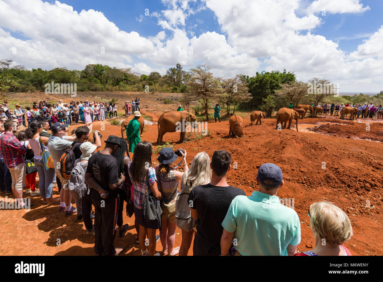 I turisti a guardare come capretti elefanti orfani giocare al David Sheldrick Wildlife Trust, Nairobi, Kenia Foto Stock