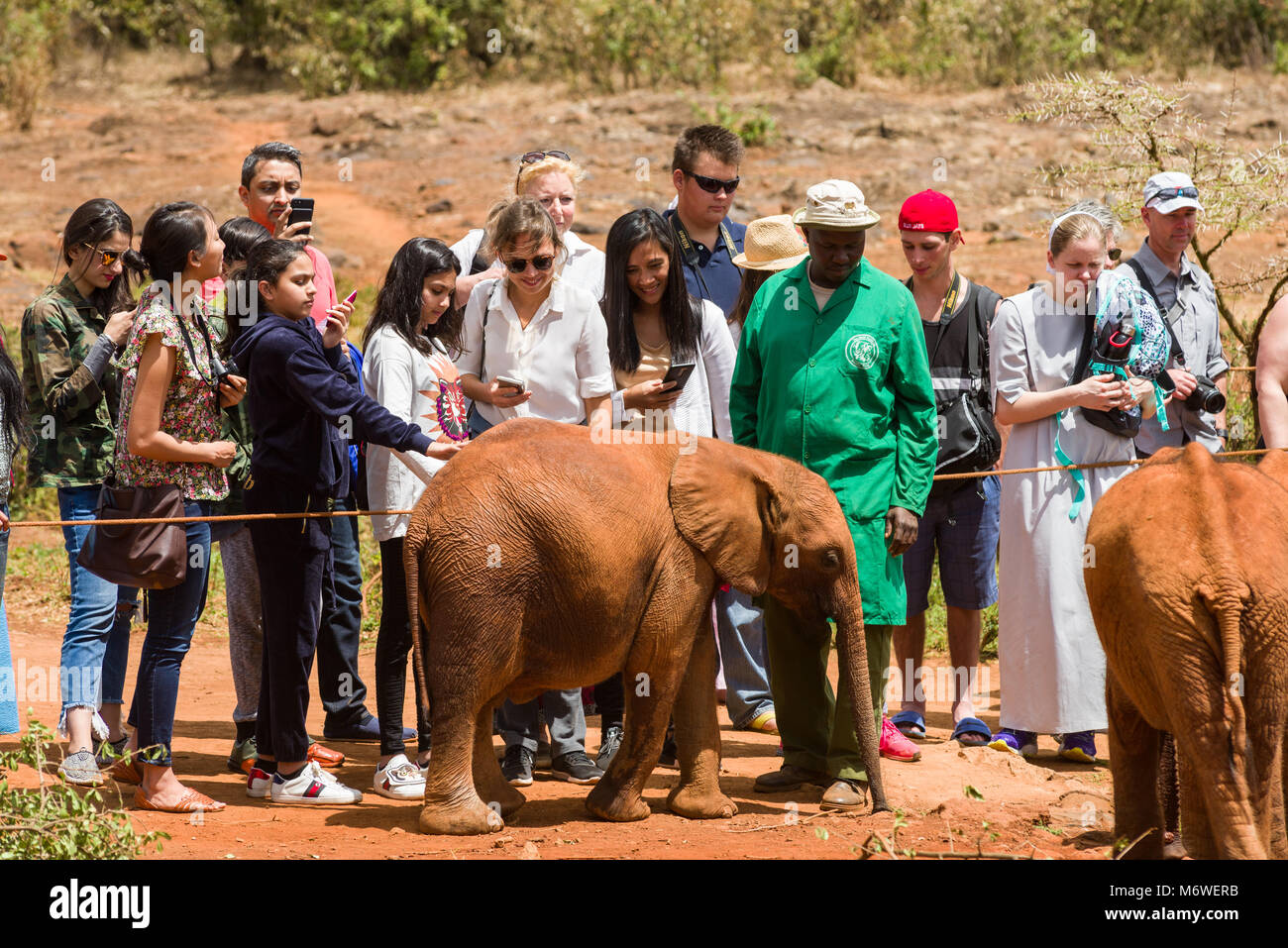 I turisti a guardare come capretti elefanti orfani giocare al David Sheldrick Wildlife Trust, Nairobi, Kenia Foto Stock