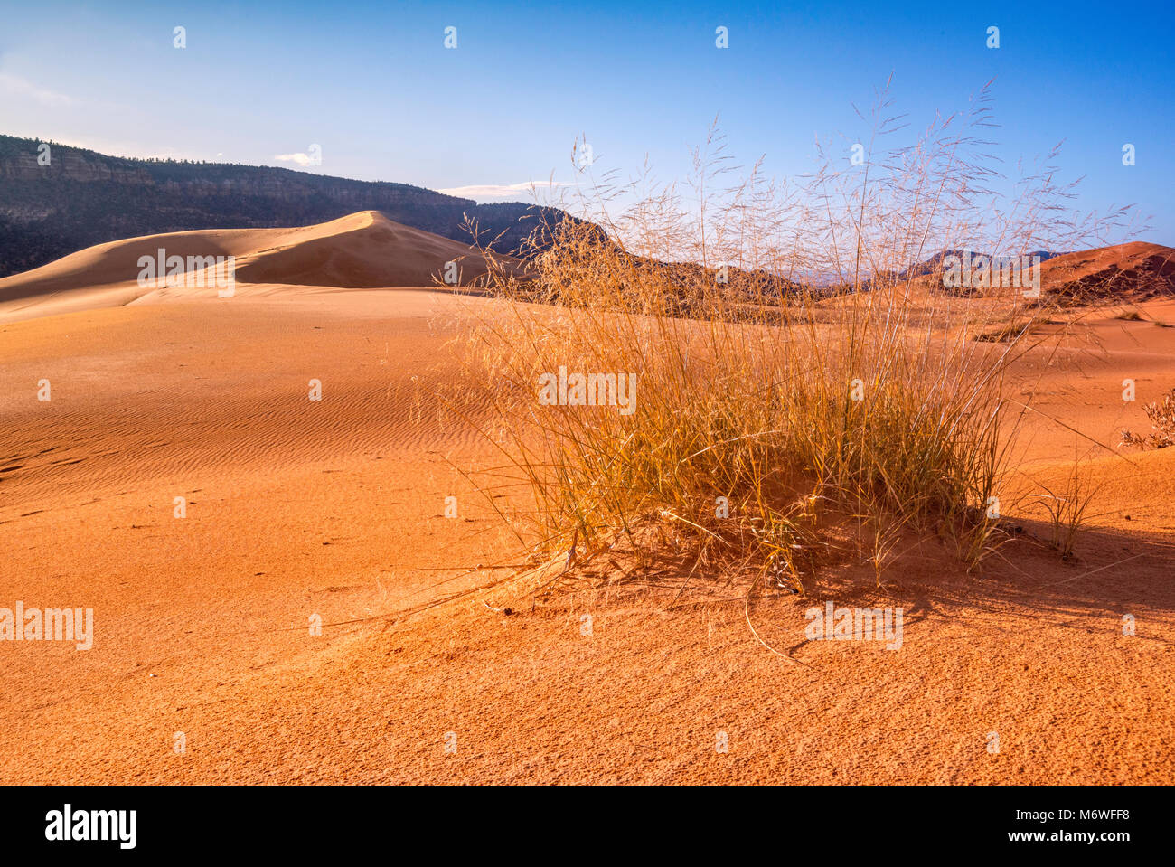 Hummock, intrico di gigante sandreed (Calamovilfa gigantea) di erba a dune, Moquith montagne in distanza, Coral Pink Sand Dunes State Park, Utah, Stati Uniti d'America Foto Stock