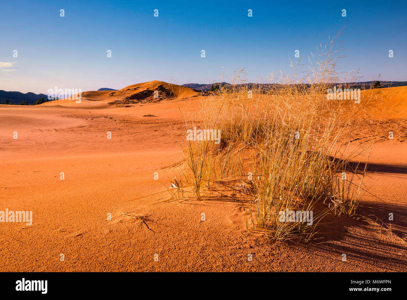 Hummocks, grumi di gigante sandreed (Calamovilfa gigantea) di erba a dune, sunrise, Coral Pink Sand Dunes State Park, Utah, Stati Uniti d'America Foto Stock