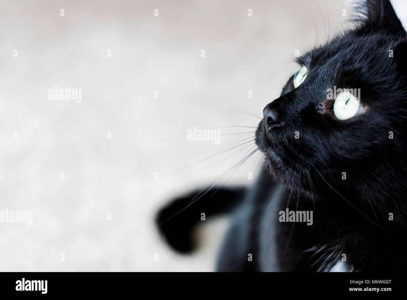 Gatto nero seduta Foto Stock