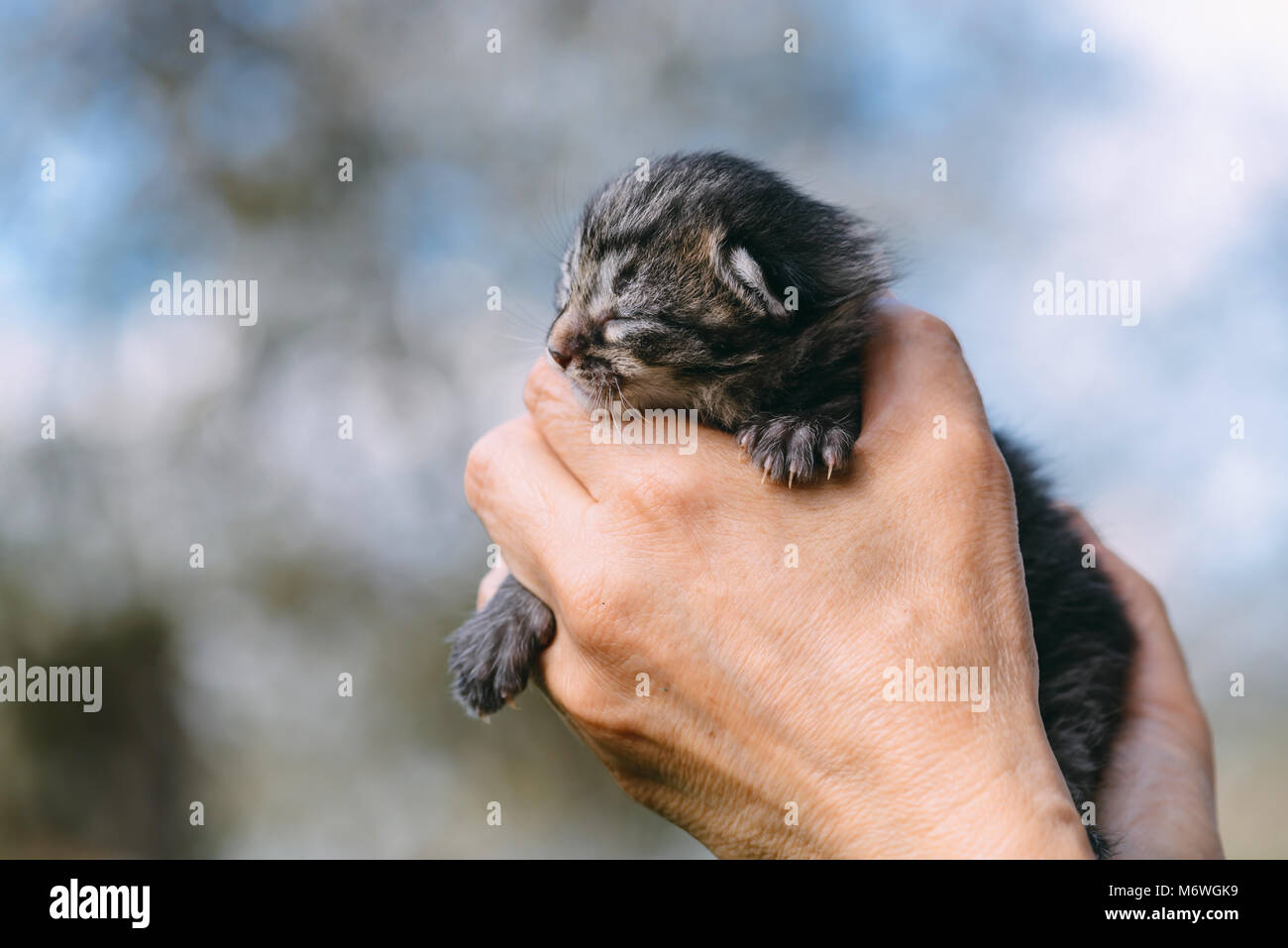 Gattino neonato in mani outdors Foto Stock