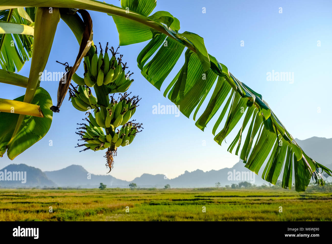 Un impianto di banana con un mazzetto di piccole banane nel paesaggio agricolo, le colline intorno a Mt. Zwegabin nella distanza Foto Stock