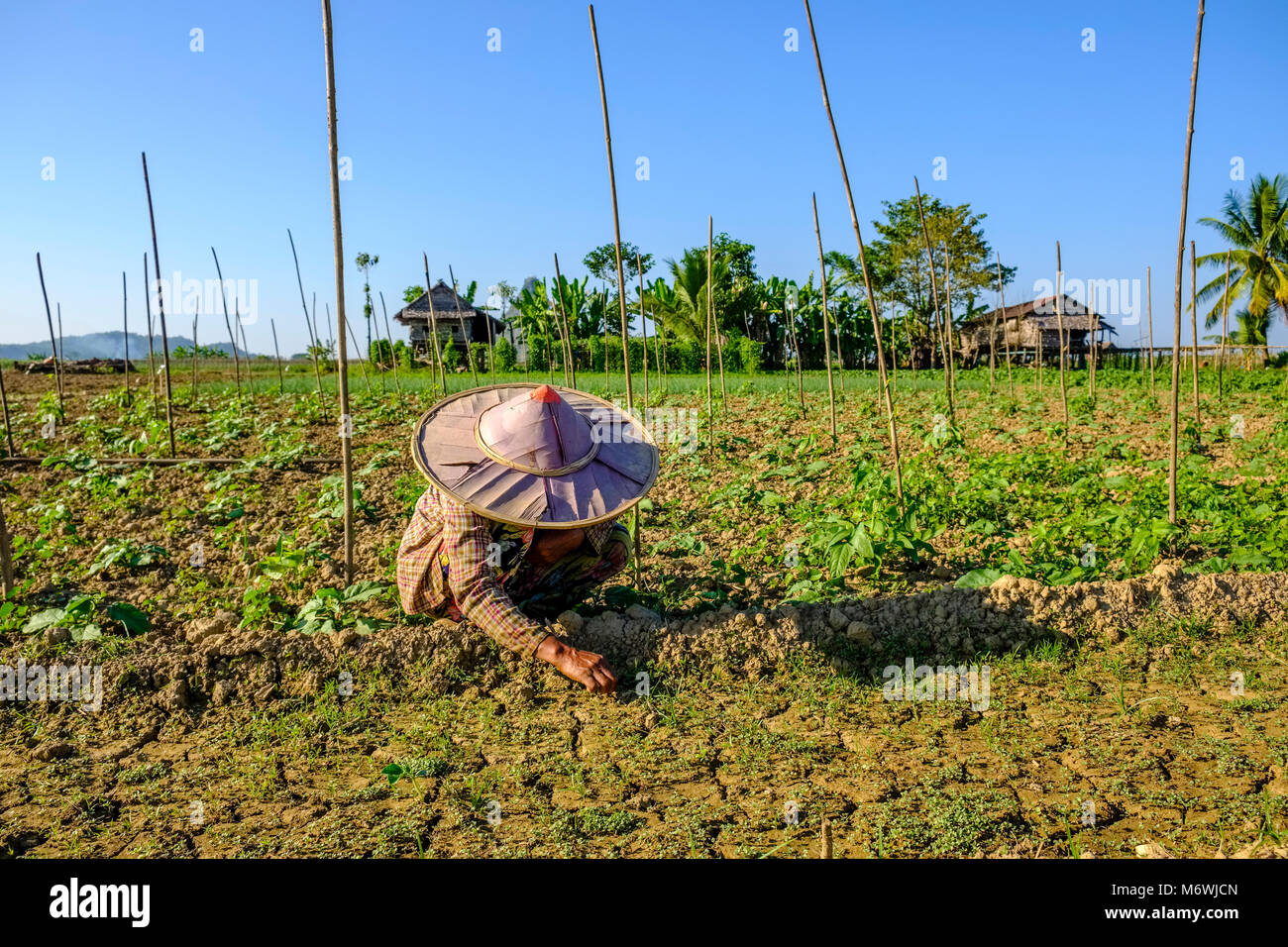 Gli agricoltori di una donna che indossa un bambù rotondo hat, sta lavorando su un campo nel paesaggio agricolo Foto Stock