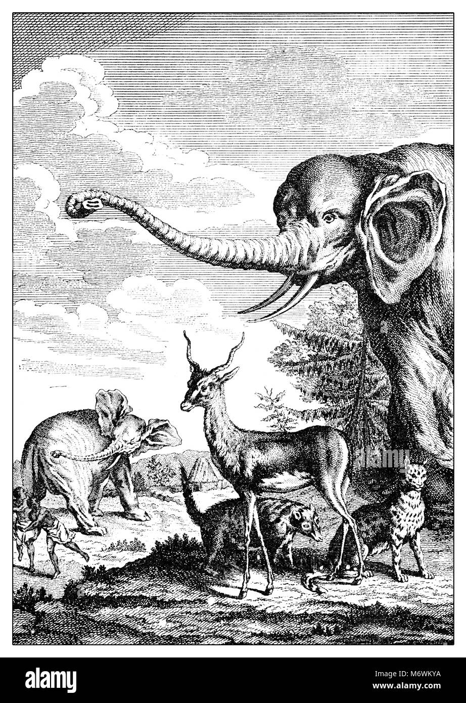 Esotiche animali selvatici di rappresentazione: Elephant, gazelle,il Tibet e cat tiger, XVIII secolo incisione Foto Stock