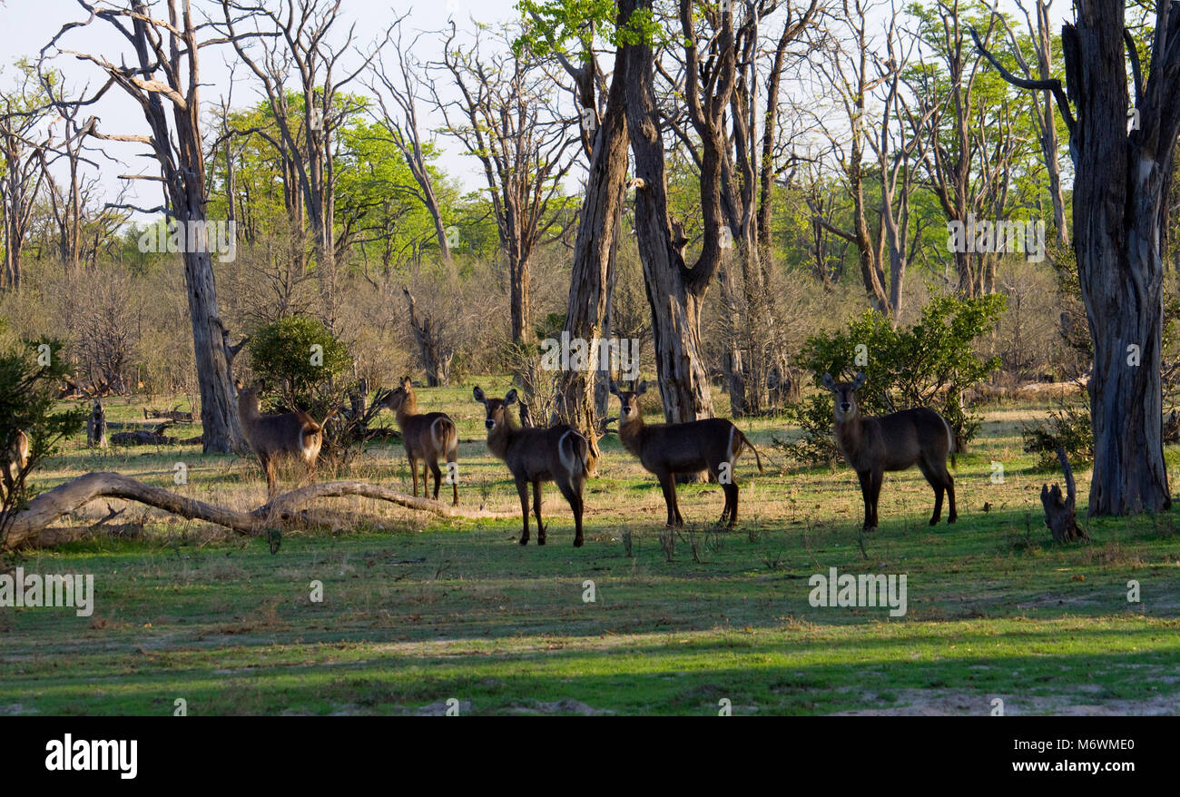 Waterbuck Foto Stock