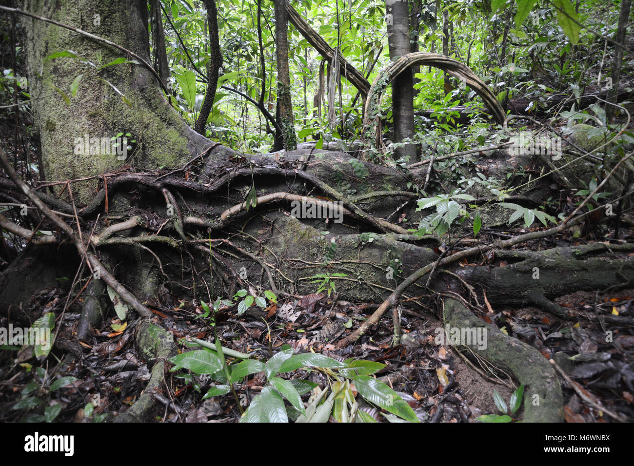 Un antico vecchio albero di crescita in una foresta pluviale tropicale, Parco Nazionale di Corcovado, nella penisola di Osa del Costa Rica. Foto Stock