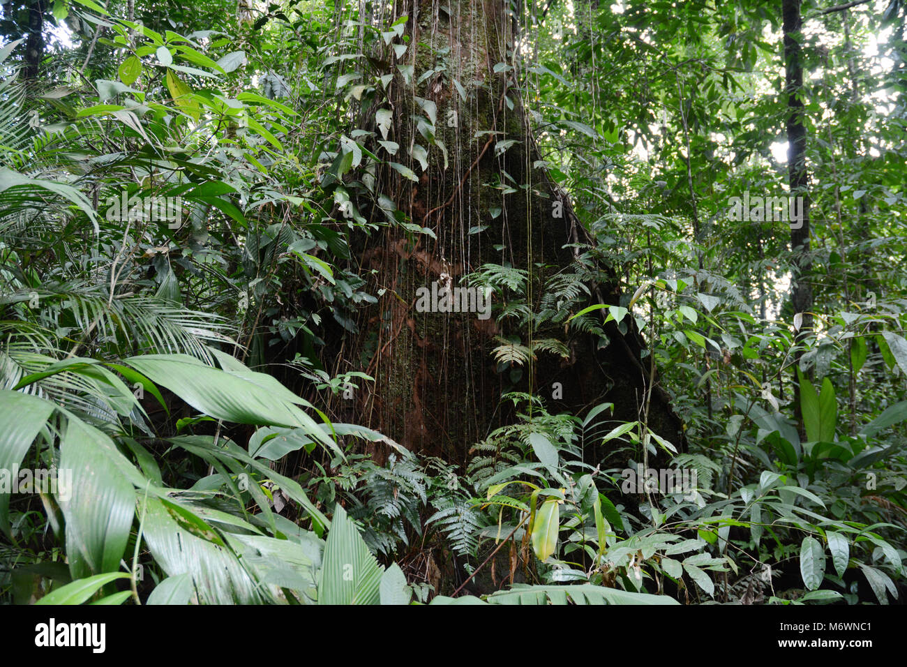 Un antico vecchio albero di crescita in una foresta pluviale tropicale, Parco Nazionale di Corcovado, nella penisola di Osa del Costa Rica. Foto Stock