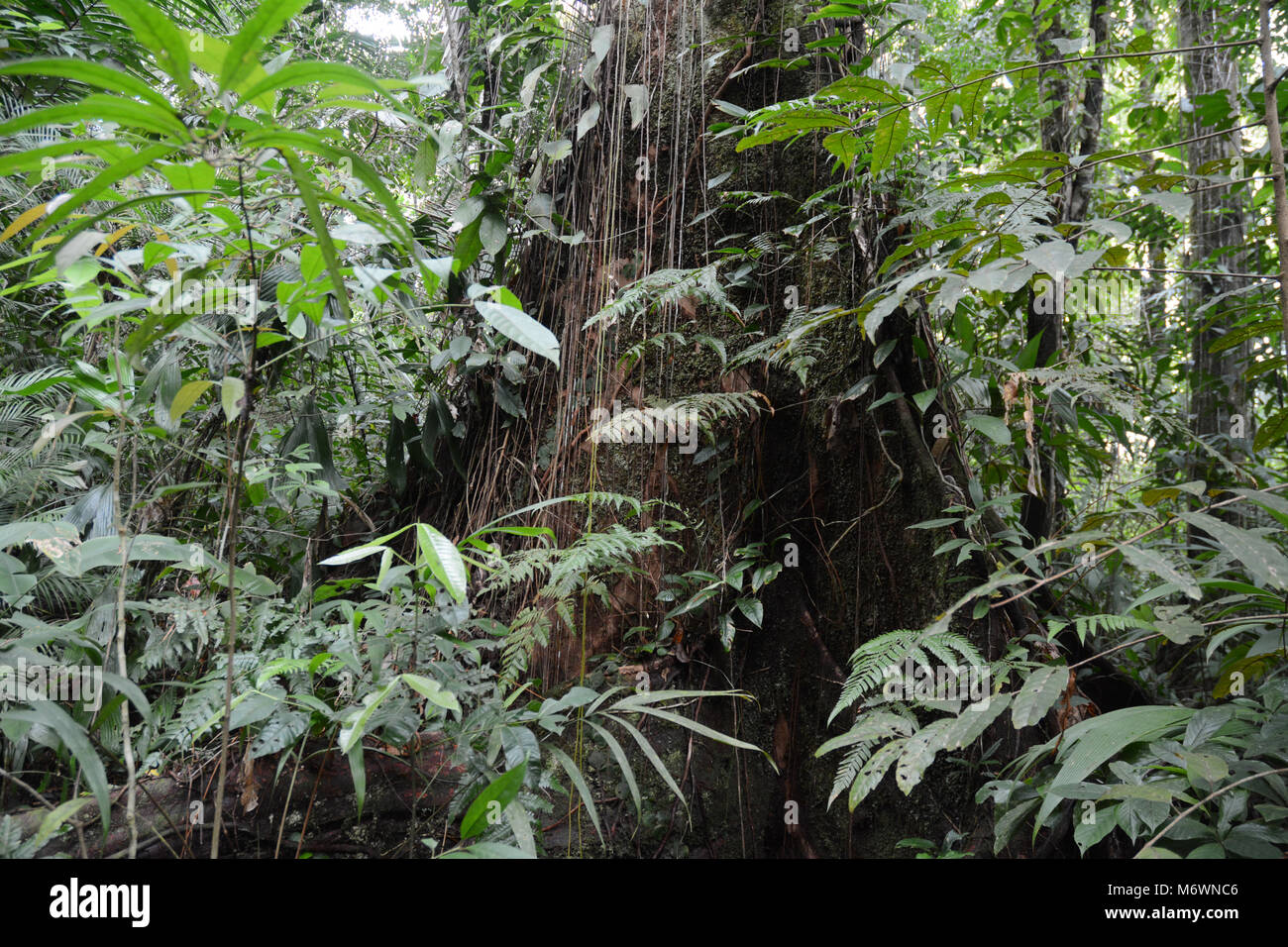Un antico vecchio albero di crescita in una foresta pluviale tropicale, Parco Nazionale di Corcovado, nella penisola di Osa del Costa Rica. Foto Stock