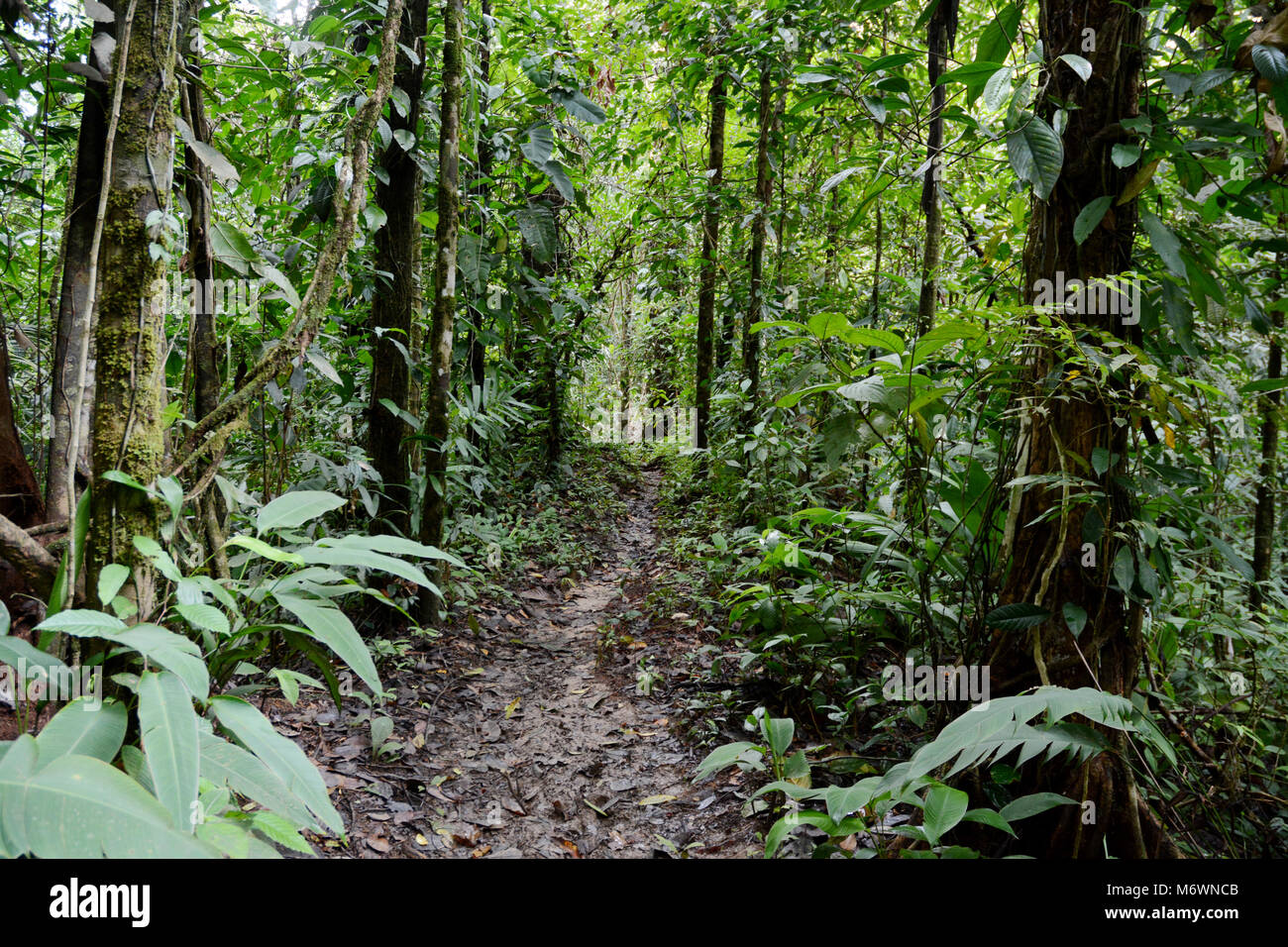 Un sentiero escursionistico nella crescita vecchia foresta pluviale del Parco Nazionale di Corcovado, nella penisola di Osa sulla costa sud della Costa Rica. Foto Stock