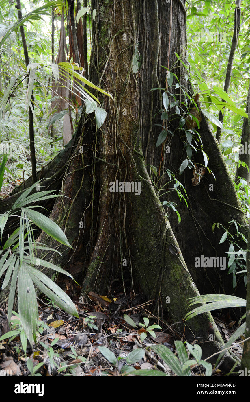 Un antico vecchio albero di crescita in una foresta pluviale tropicale, Parco Nazionale di Corcovado, nella penisola di Osa del Costa Rica. Foto Stock