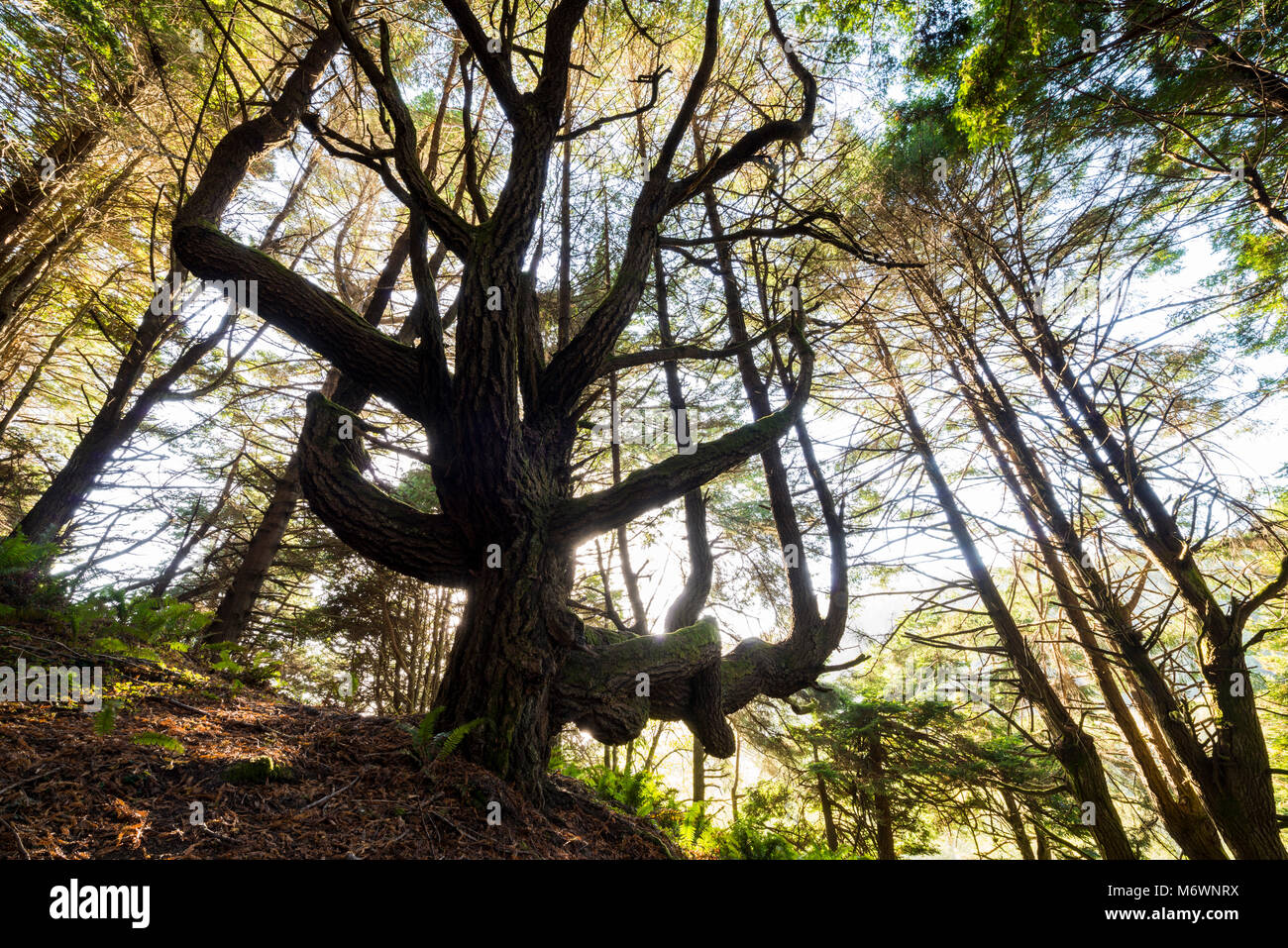 Il Peter Douglas Trail e ombroso dell Redwoods sull'estremità meridionale della costa perso in Mendocino County, California. Foto Stock