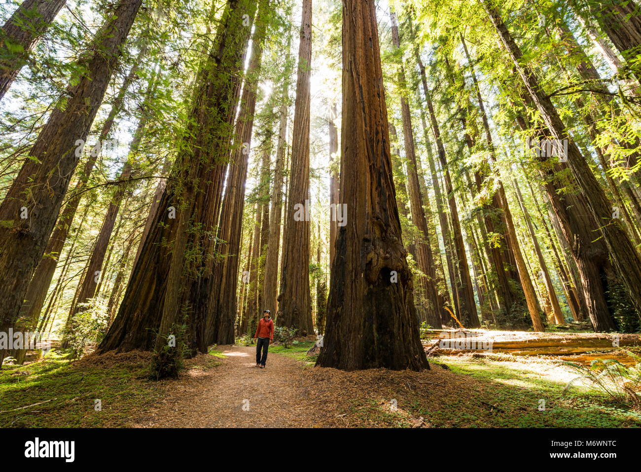 Un uomo escursioni attraverso giganteschi alberi di sequoia in Humboldt Redwoods Membro e Parco Nazionale lungo il Rockefeller ansa in Viale dei giganti, California. Foto Stock