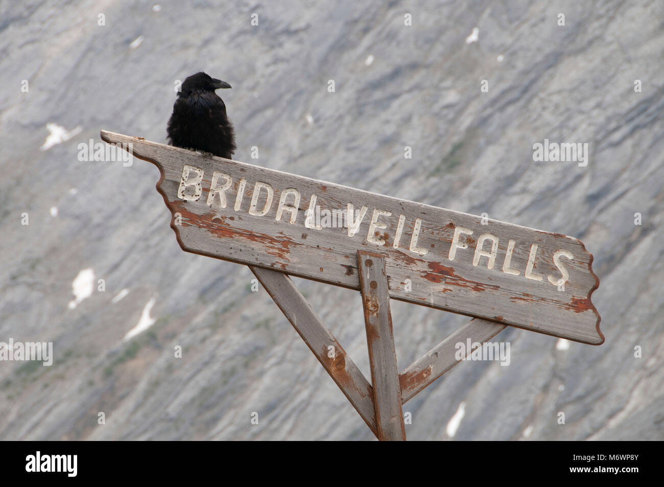 Canada; Alberta; George Ostertag; il Parco Nazionale di Banff; Canadian Rockies; montagne rocciose, Icefields Parkway, Raven, Bridal Veil Falls, segno, Corvus co Foto Stock