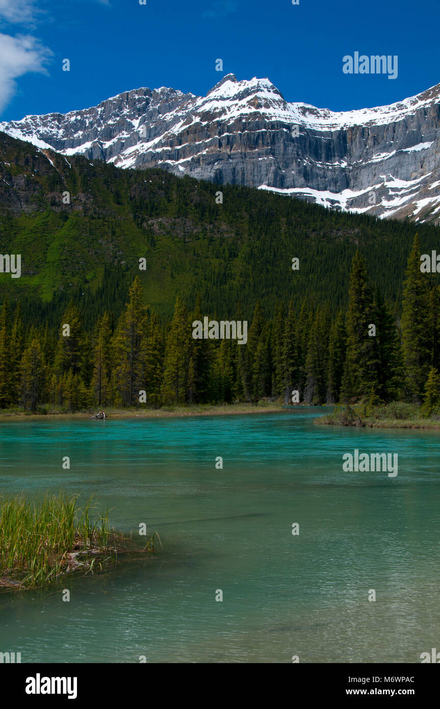 Mistaya Fiume Waputik montagne, il Parco Nazionale di Banff, Alberta, Canada Foto Stock