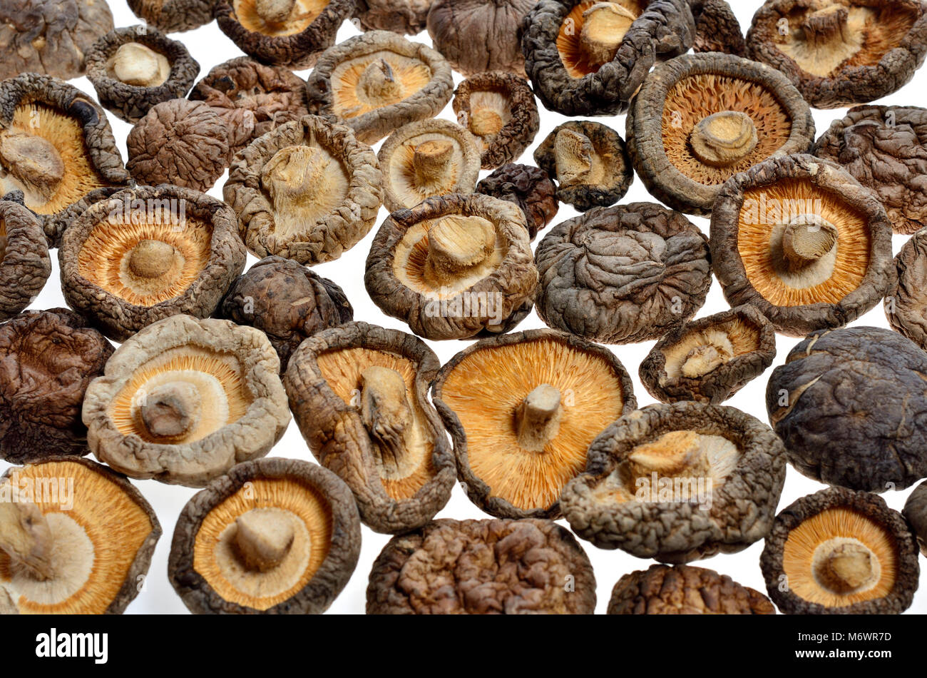 Essiccato funghi shiitake Foto Stock