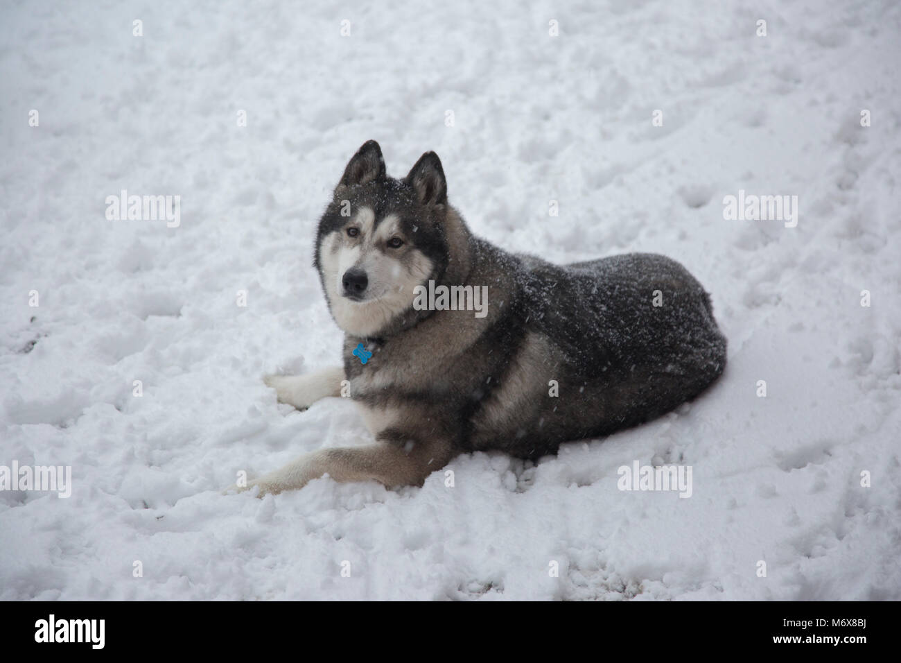 Un husky di scavo e di giocare nella neve nel suo giardino in Inghilterra, Regno Unito Foto Stock