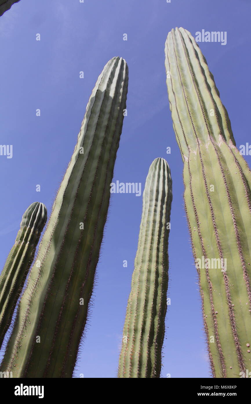 Cactus alto Foto Stock