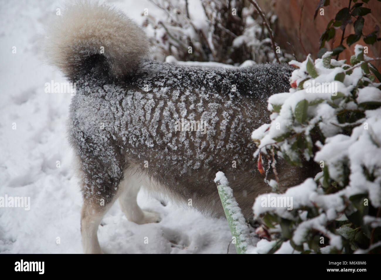 Un husky di scavo e di giocare nella neve nel suo giardino in Inghilterra, Regno Unito Foto Stock