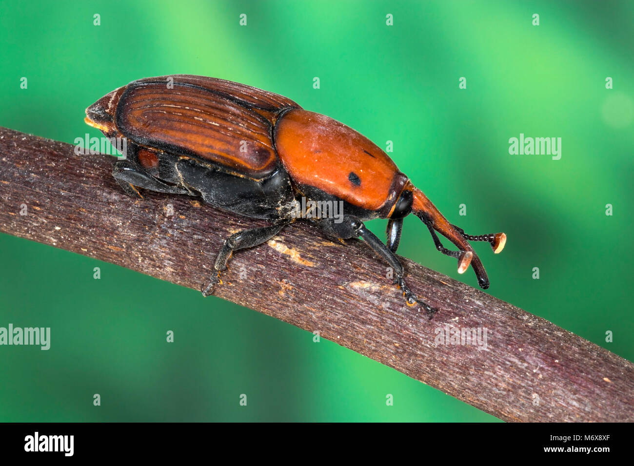 Curculione Palm beetle (Rhynchophorus ferrugineus) Foto Stock