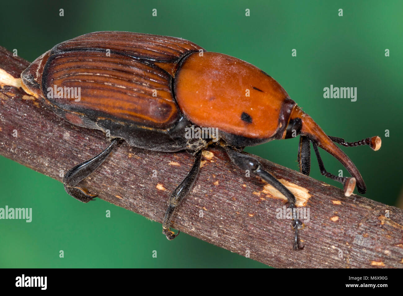 Curculione Palm beetle (Rhynchophorus ferrugineus) Foto Stock