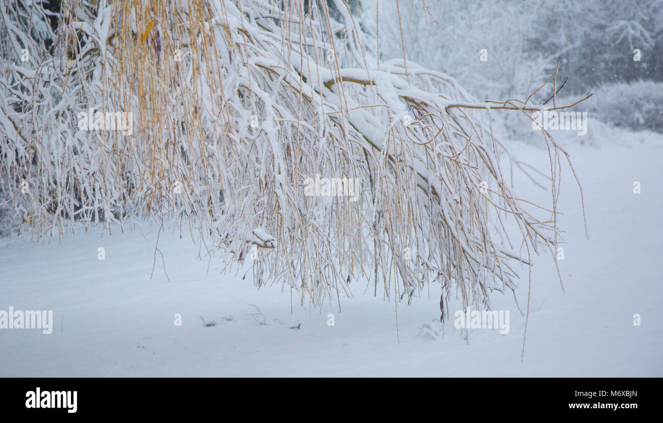 Rami pesanti con neve bassa pensili sopra una coperta di neve prato in Inghilterra, Regno Unito Foto Stock