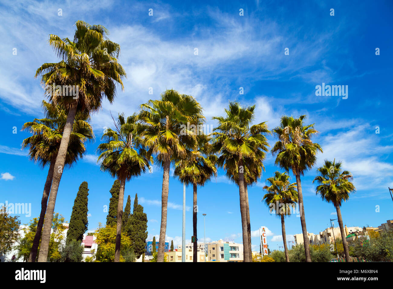 Alte palme (Ville Nouvelle, Fes, Marocco) Foto Stock