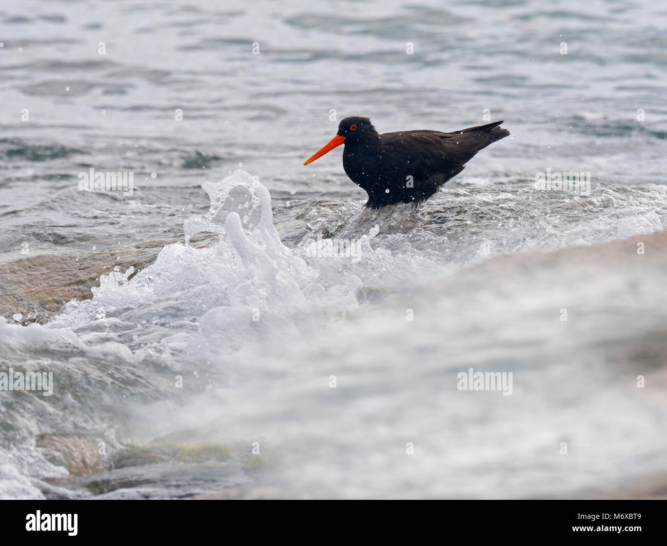 Fuligginosa oystercatcher Haematopus fuliginosus Coles Bay Tasmania Foto Stock