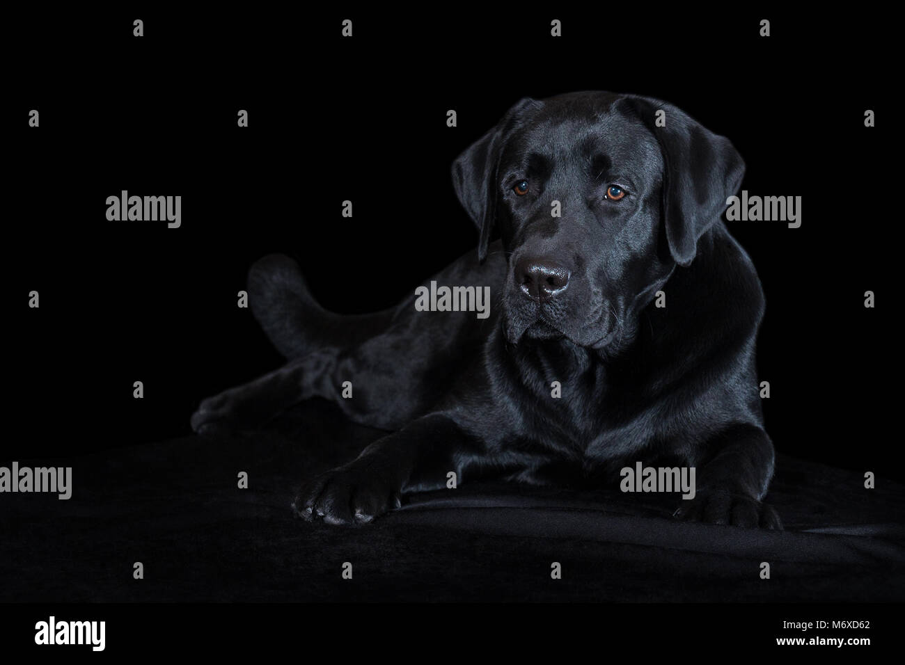 Bellissima giovane cane maschio labrador razza su sfondo nero Foto Stock