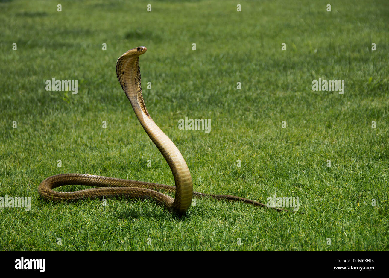 Serpente cobra Siamese ( Naja kaouthia ) il colore oro sull'erba verde. Foto Stock