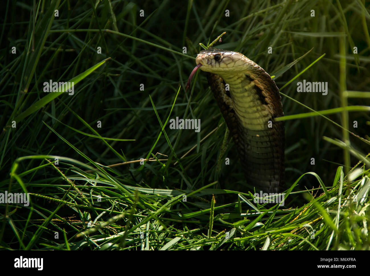 Serpente cobra Siamese ( Naja kaouthia ) poke della testa e del viso di densa erbe natura. Foto Stock